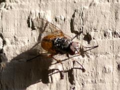 House Fly
